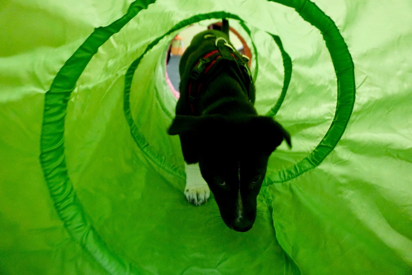 n puppy class, Angus was required to approach and interact with all kinds of bulky, potentially scary objects--including canes, umbrellas, crinkly tarps and hula hoops, as well as crawling through fabric tunnels. It was an exercise to help puppies over come fears.