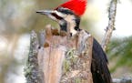 A woodpecker searches for ants, its favorite food.credit: