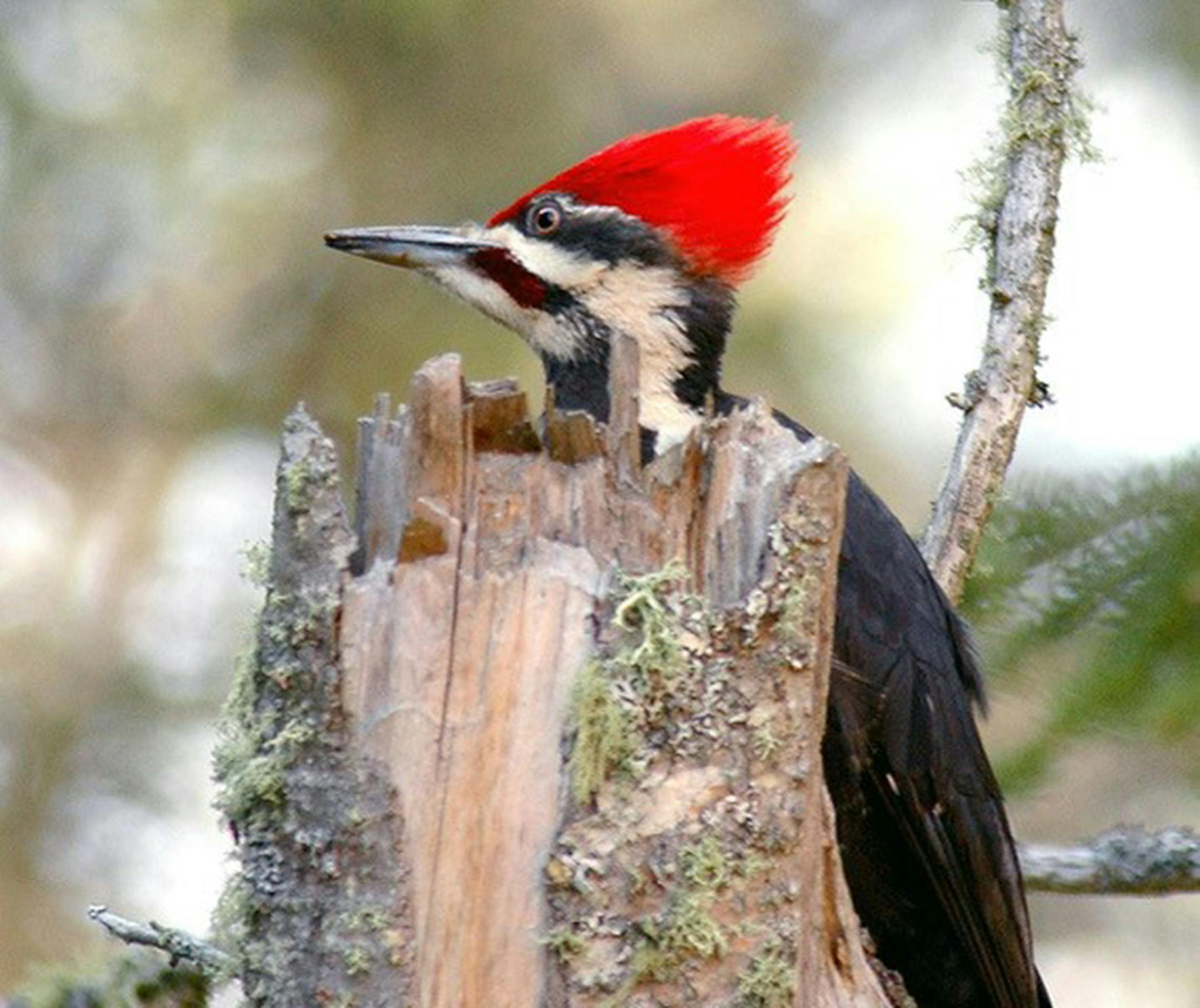 A woodpecker searches for ants, its favorite food.credit: