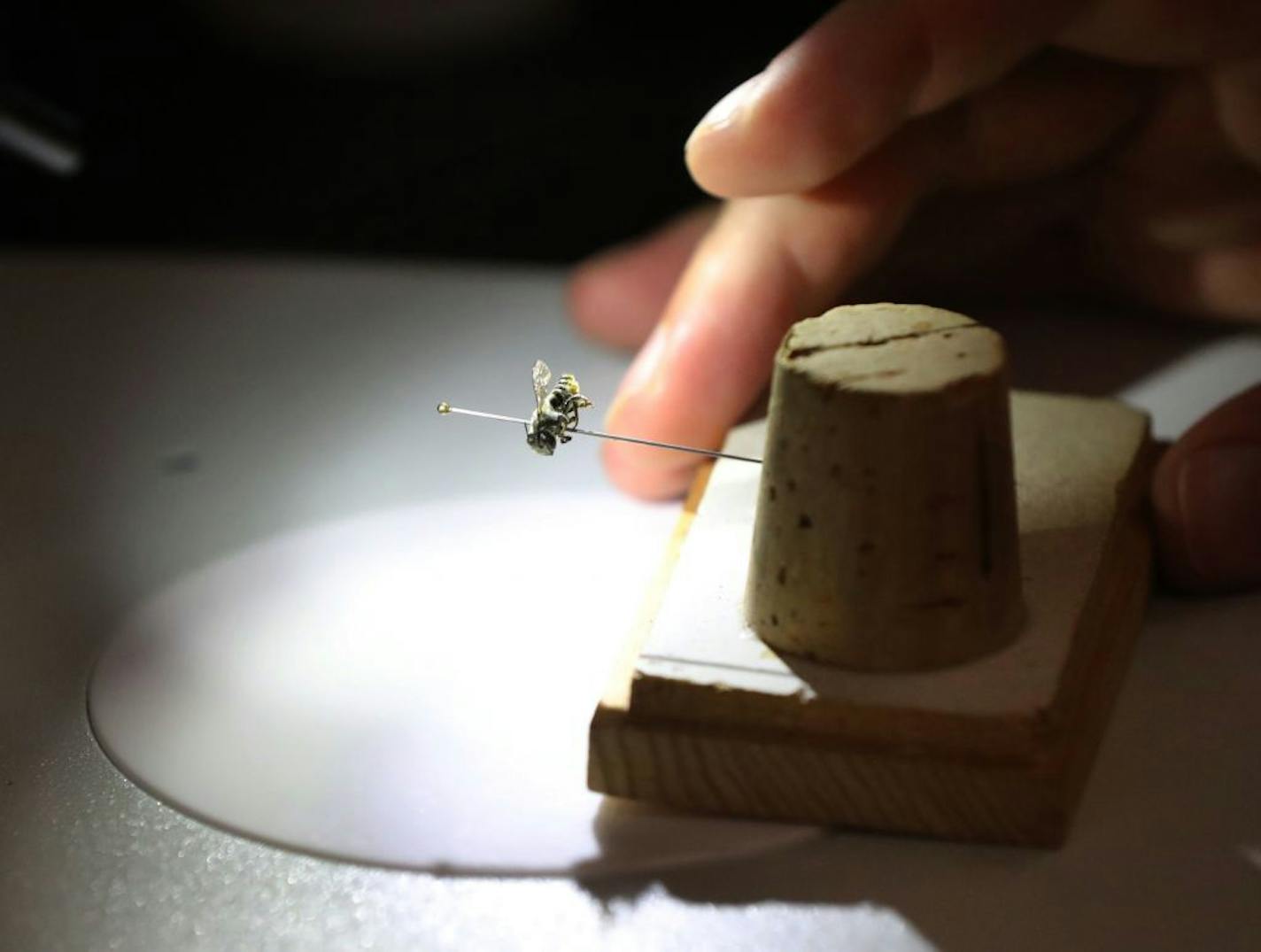 Ian Lane, a Ph.D. student, uses a magnifying device to project the image of a leaf cutter bee in the native bee work room of the new 10,000 square feet University of Minnesota multi-million-dollar bee and pollinator research lab Saturday, Oct. 29, 2016, in Falcon Heights, MN. Lane caught the leaf cutter bee in the prairies of western Minnesota and he specializes in the study of prairie habitat and how bees respond to it.