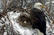 Courtesy Minnesota DNR. The female eagle from the Minnesota Department of Natural Resources popular eagle cam laid her first egg yesterday! Traditiona