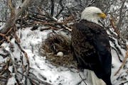 Courtesy Minnesota DNR. The female eagle from the Minnesota Department of Natural Resources popular eagle cam laid her first egg yesterday! Traditiona