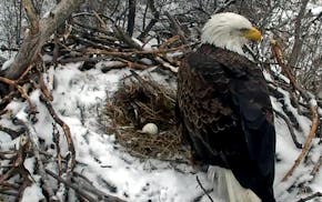 Courtesy Minnesota DNR. The female eagle from the Minnesota Department of Natural Resources popular eagle cam laid her first egg yesterday! Traditiona
