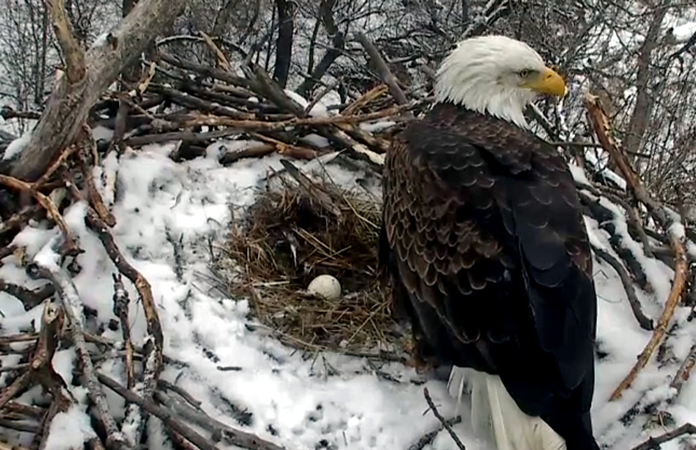 Courtesy Minnesota DNR. The female eagle from the Minnesota Department of Natural Resources popular eagle cam laid her first egg yesterday! Traditionally early nesters, this pair has been raising their families each year since 2012 for all the world to see. The camera and its operations are paid for by the generous donations from the "chickadee checkoff" on Minnesota tax forms. To learn more about the program and how people can donate, visit http://www.webcams.dnr.state.mn.us/eagle/