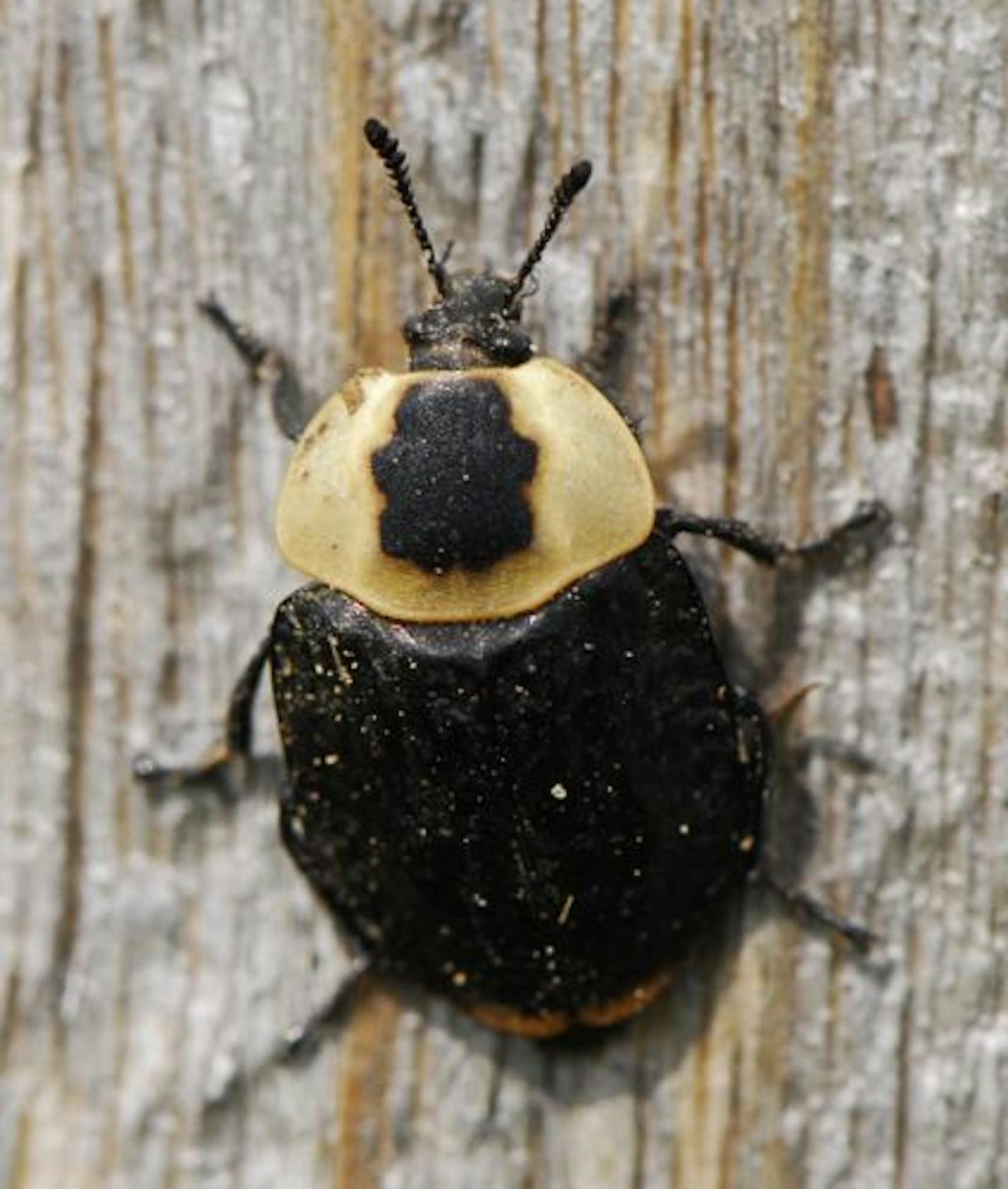 American Carrion Beetle