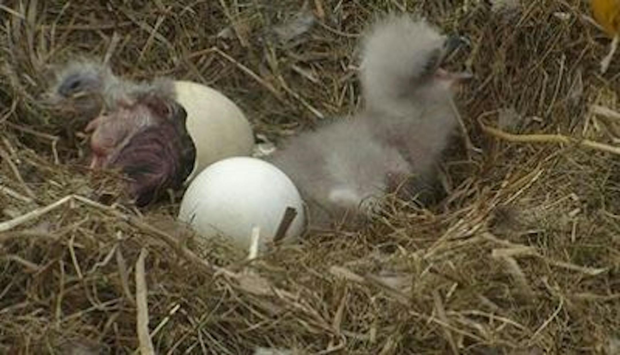 An EagleCam screen grab of the new arrivals.