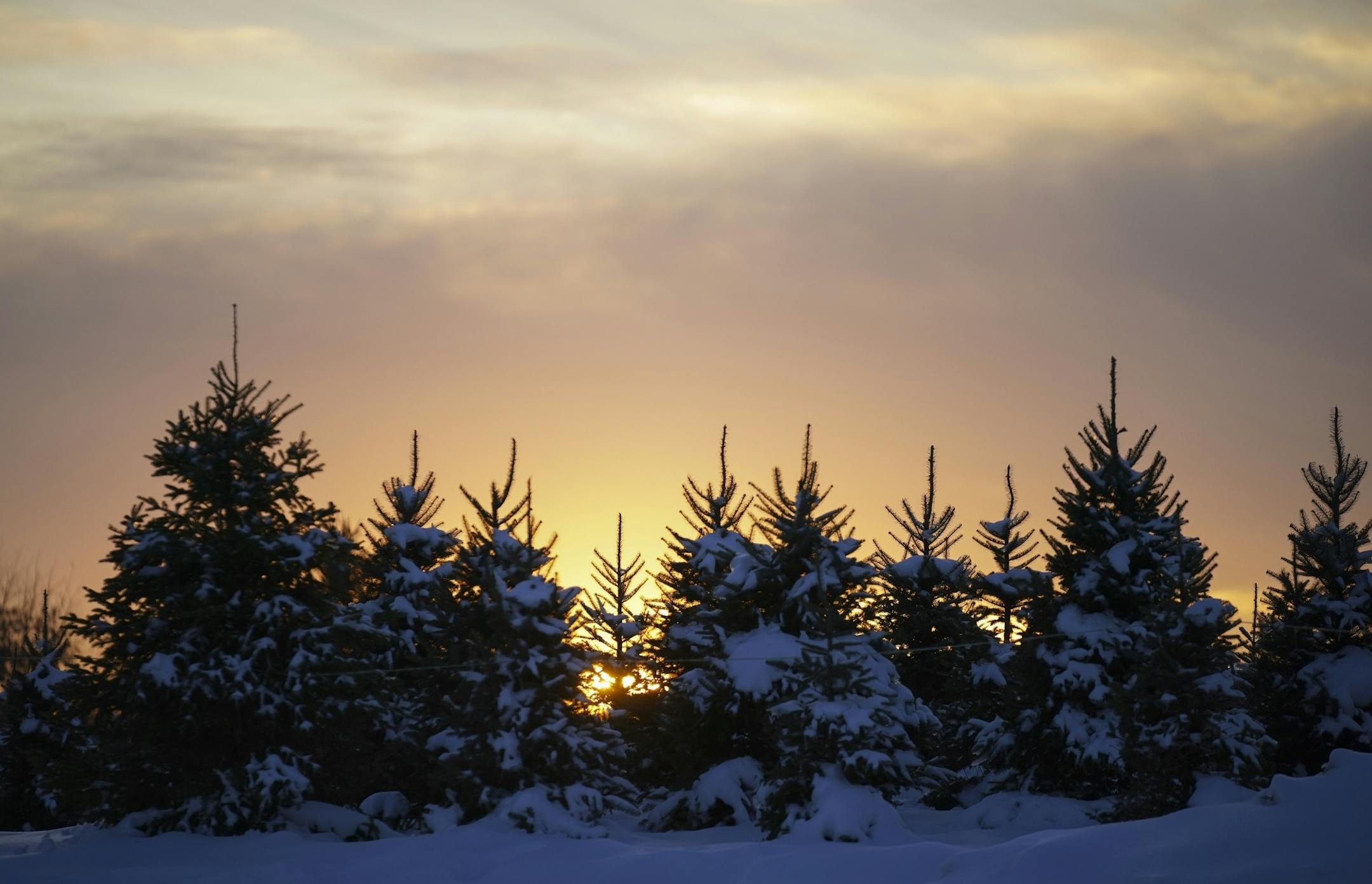 Sunset behind a stand of trees on Krueger's Christmas Tree Farm Tuesday.