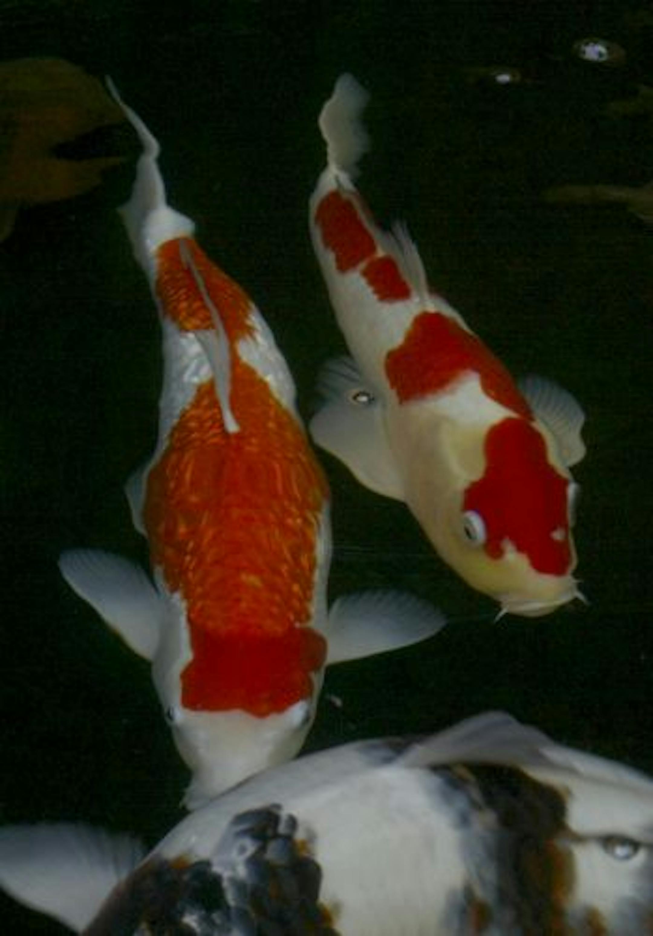 Koi fish