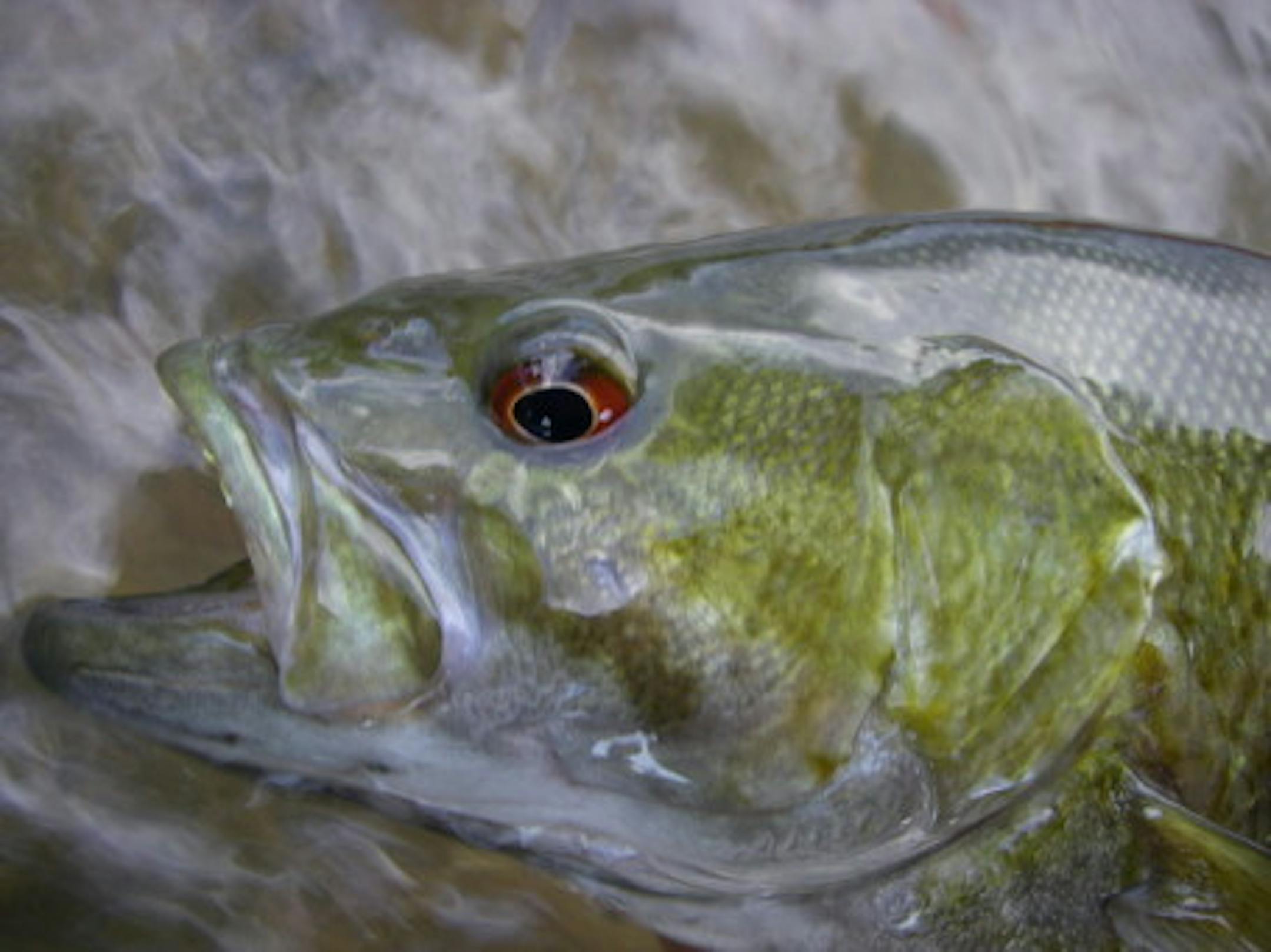 River Smallmouth - Rob Kolakowski Photo