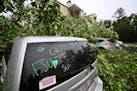 A car is covered by a tree outside an apartment complex in Tallahassee, Fla., Friday, May 10, 2024.