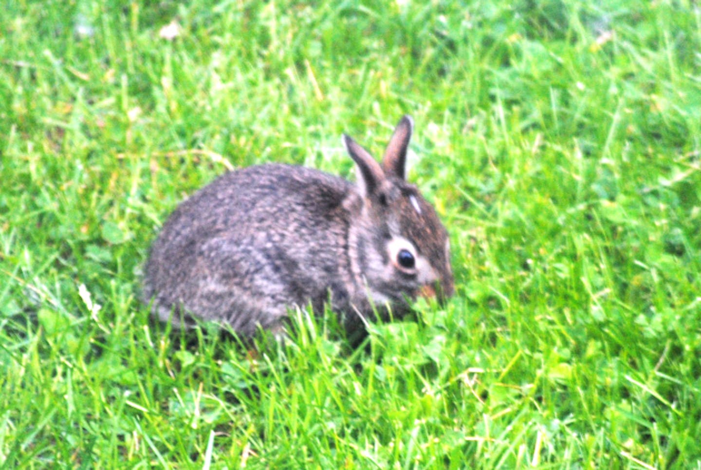 Building a better rabbit fence