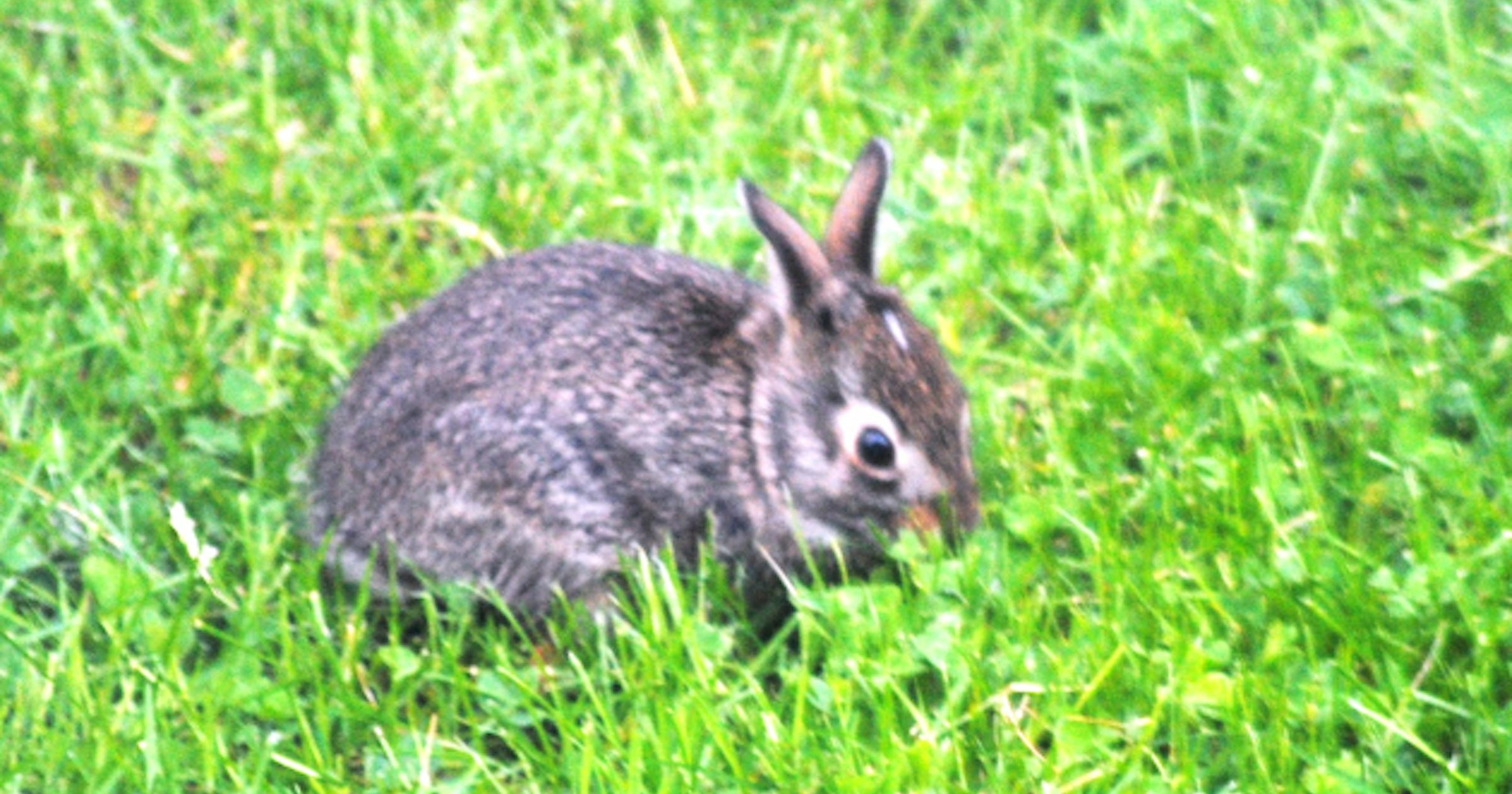 Building a better rabbit fence
