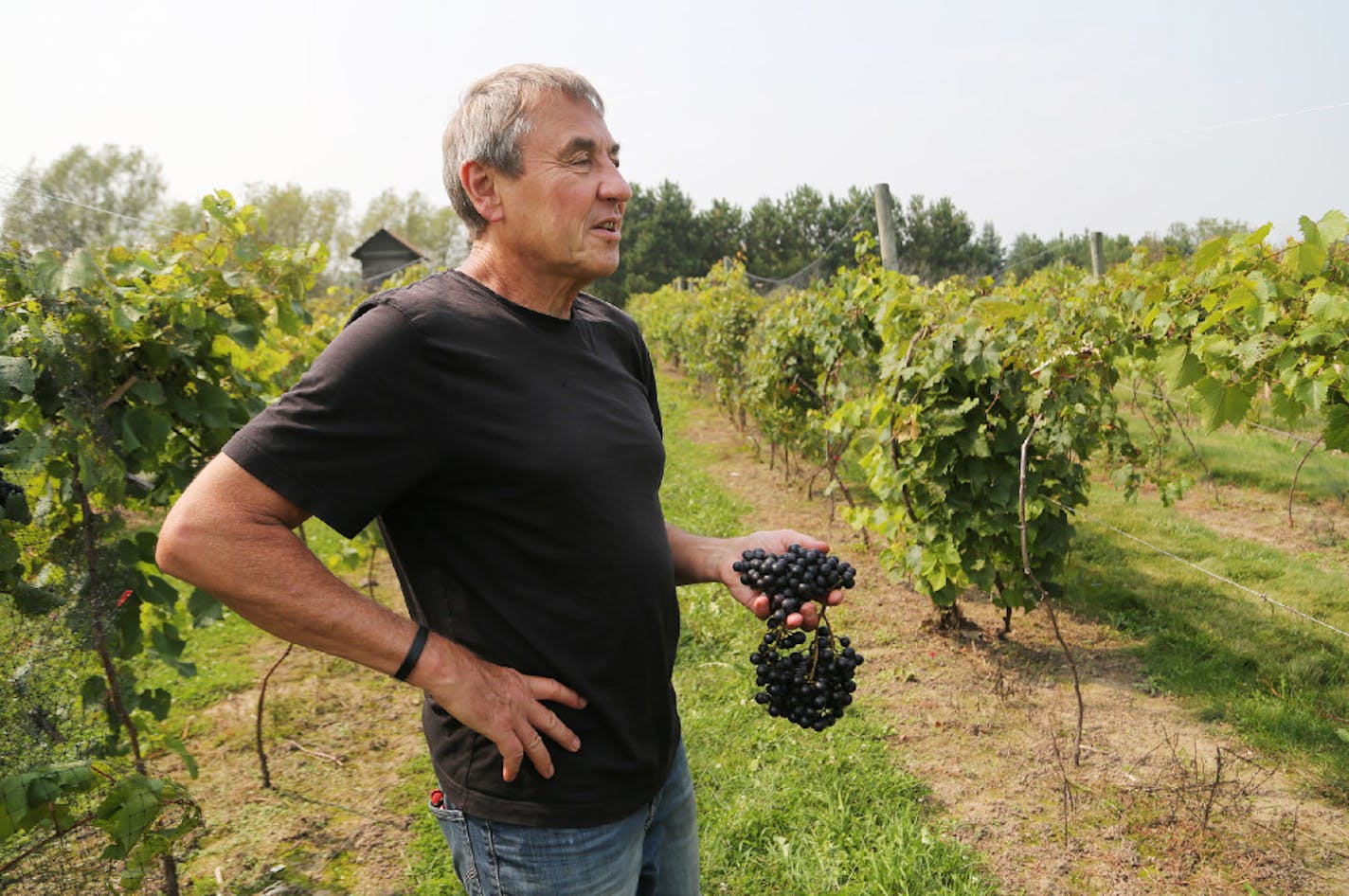 Tom Plocher is the owner of Plocher Vines in Hugo.