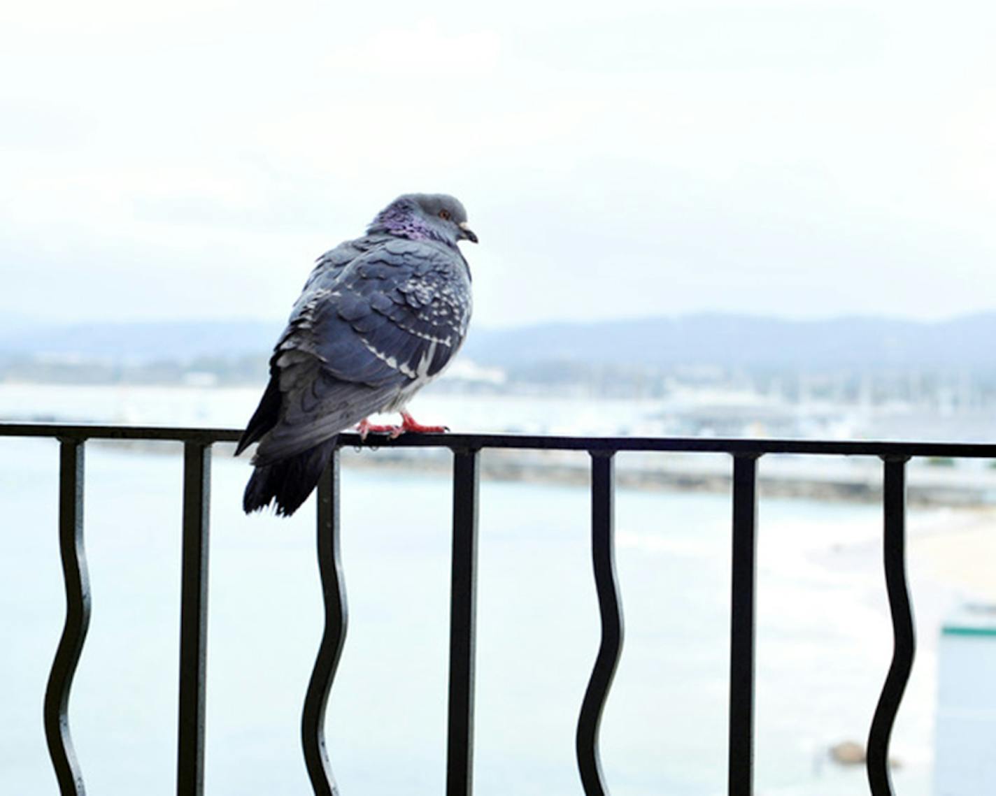 Pigeons are at home in cities.Jim Williams photo