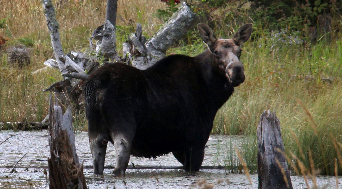 A scene at Isle Royale National Park in Michigan. Moose are thriving there but dwindling in Minnesota.