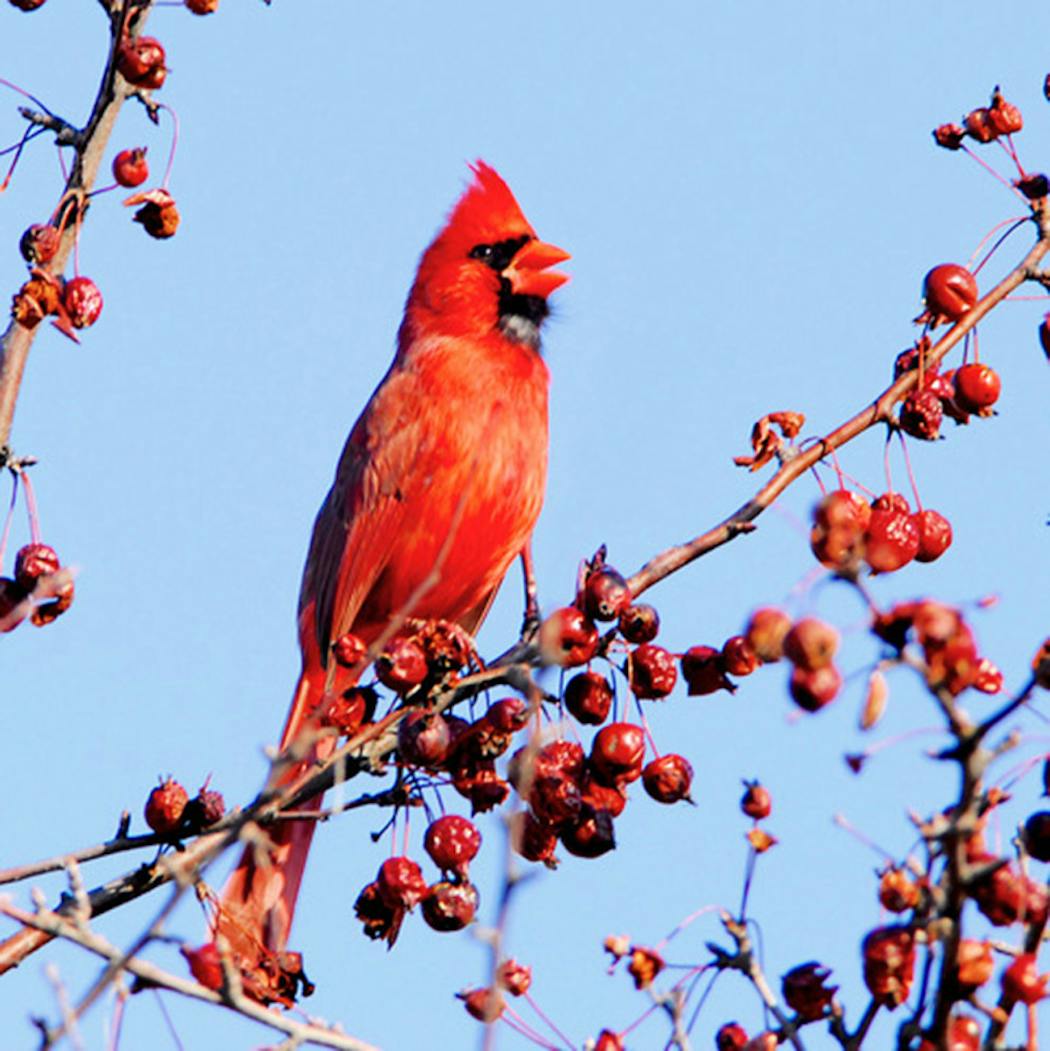 A male cardinal sings his song.