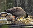 Photo by Jim Williams A Canada goose turns each of her five eggs frequently to ensure even heat and healthy development of the chicks inside.