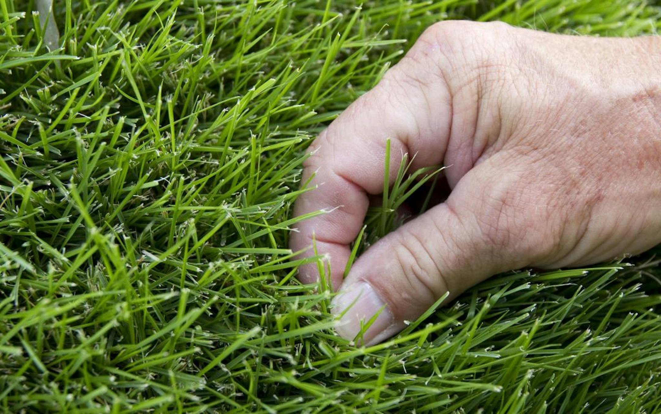 Tom Rogers, Williamsburg/JCC master gardener, checks out his Zoysia grass lawn in Williamsburg, Virginia, on Tuesday, July 20, 2010. Rogers had his fescue lawn removed so he could install and test Zoysia warm-season lawn a year ago. Rogers said the new lawn is better heat and drought tolerance than fescue lawn.