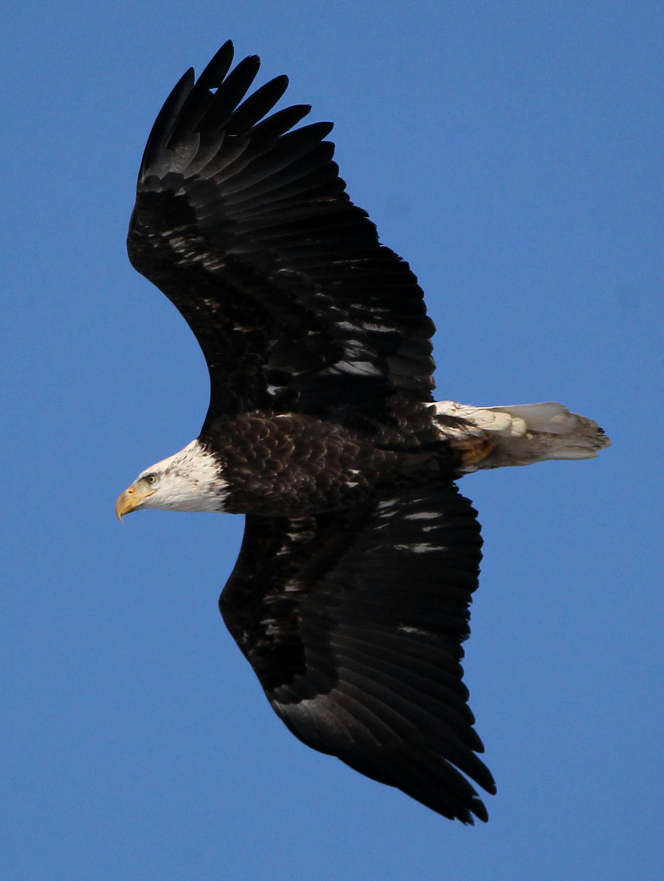DAVID JOLES/djoles@startribune.com Bald eagle and hawk feathers may have been used in ceremonies.