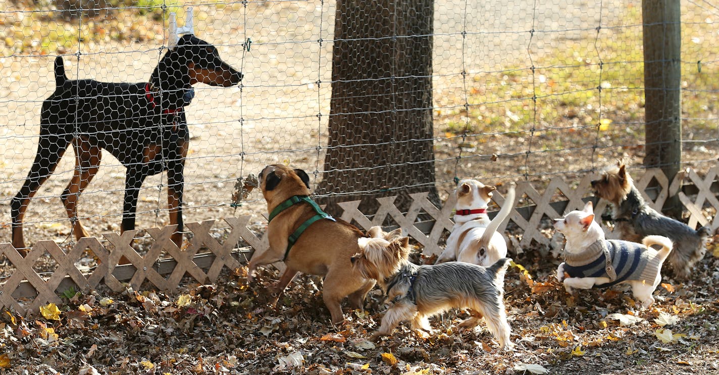 Dogs under 30 pounds came to the park fence to check out a passing Doberman Pinscher at Alimagnet dog park Friday, Nov. 2, 2018, in Burnsville, MN.] DAVID JOLES &#xef; david.joles@startribune.com Many cities are no longer issuing pet licenses to residents, calling the requirement ineffective and out-of-touch in an age when rabid dogs rarely roam neighborhoods and pet owners are more likely to rely on Facebook or microchips to find lost animals. Only the responsible pet owners got licenses anyway