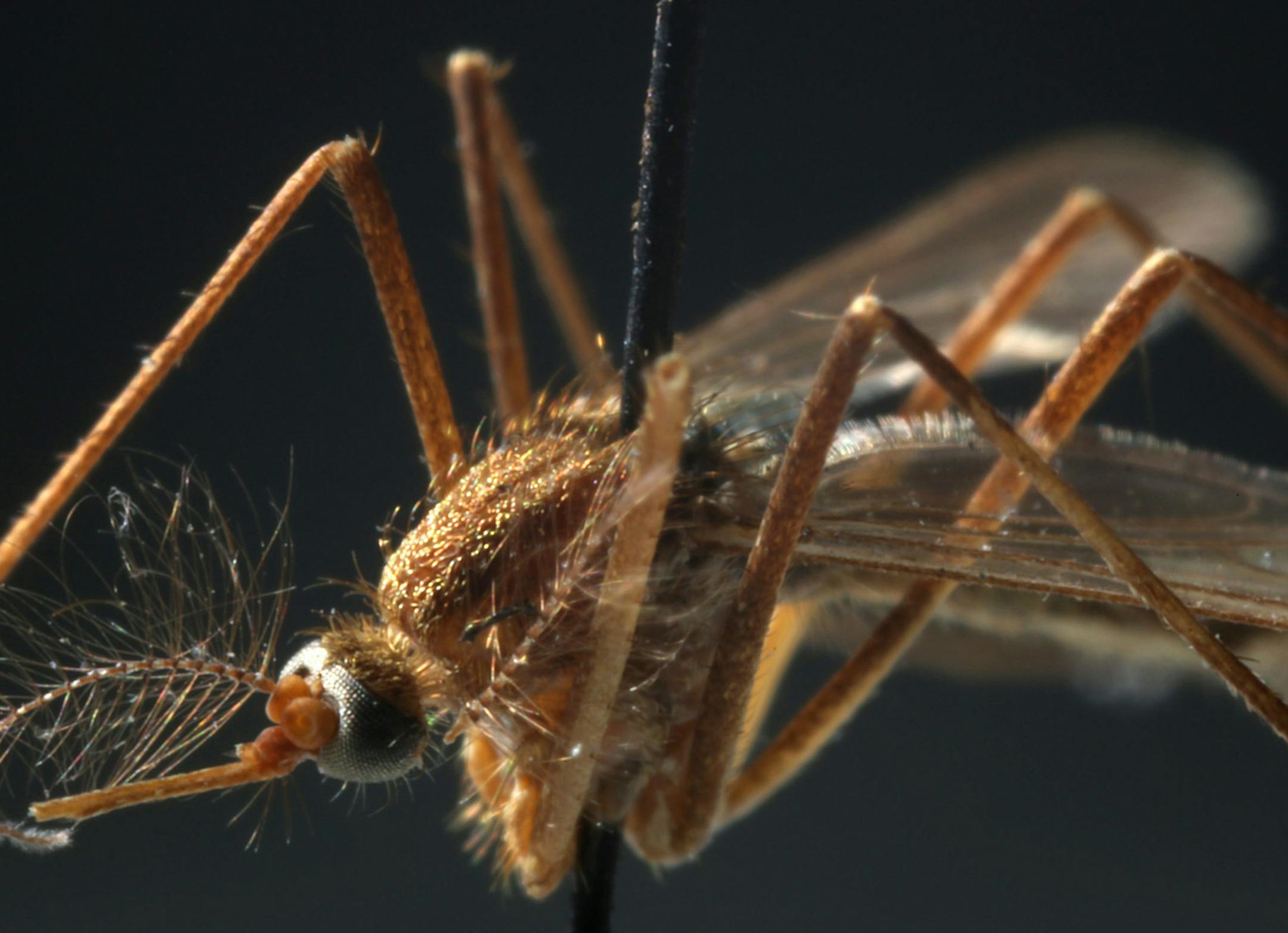 Extreme close-up of a mosquito