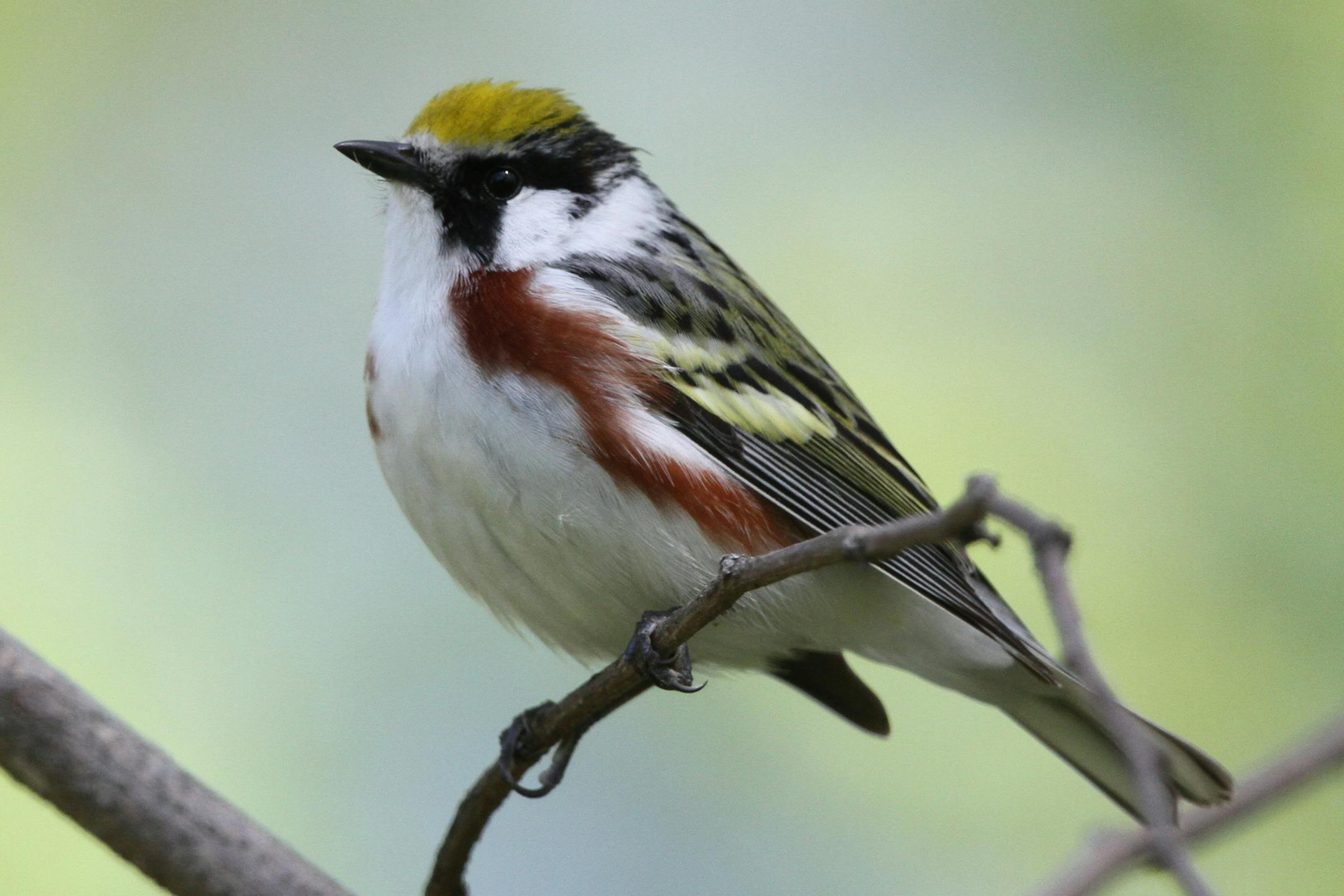 Chestnut-sided warbler
Don Severson ONE TIME USE