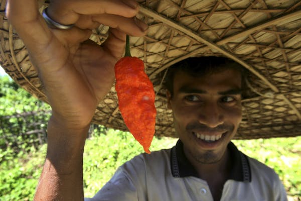 Farmer Digonta Saikia shows a "Bhut jolokia" or "ghost chili" pepper plucked from his field in the northeastern Indian state of Assam, Wednesday, July