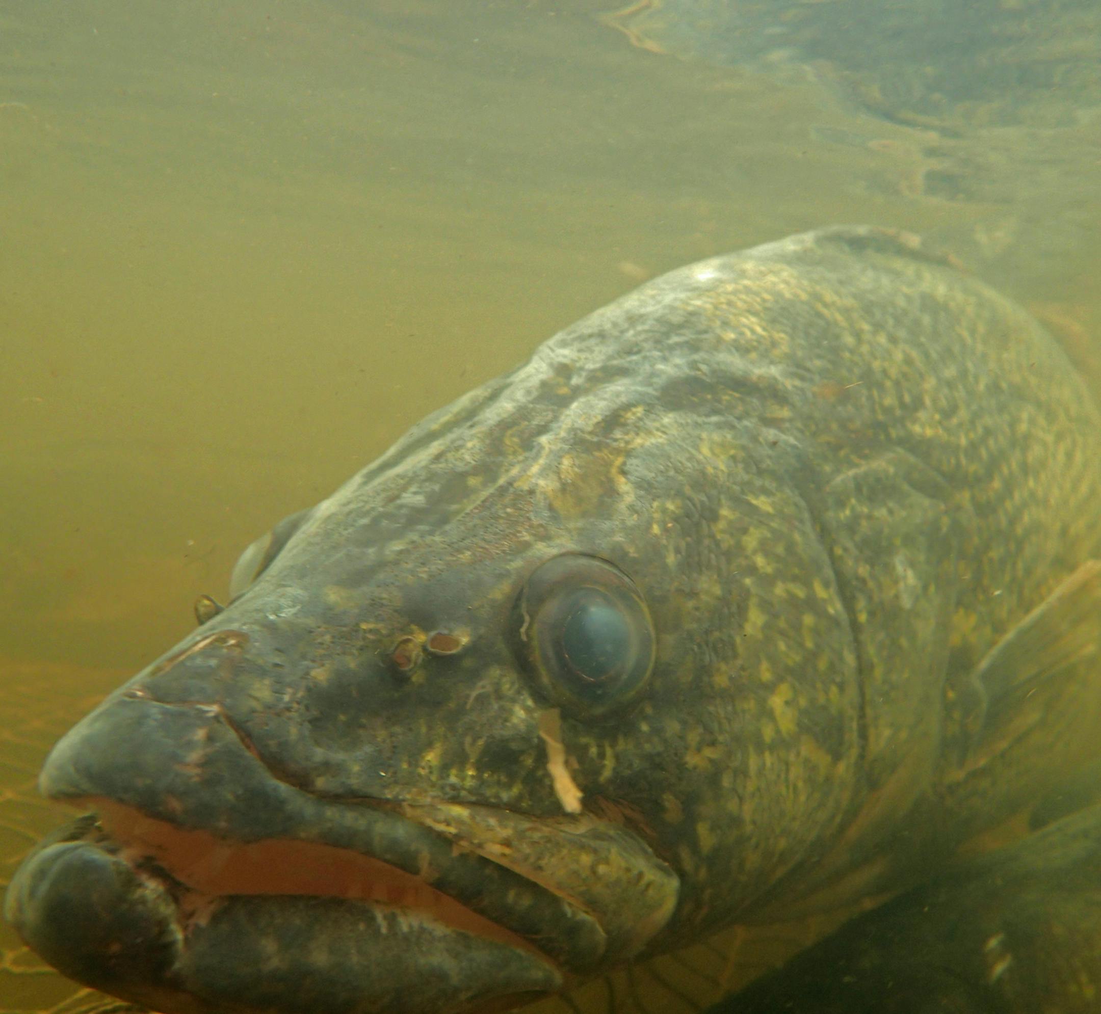 A walleye caught in a DNR trap at a Pine River egg collection station in Crow Wing County bides its time.