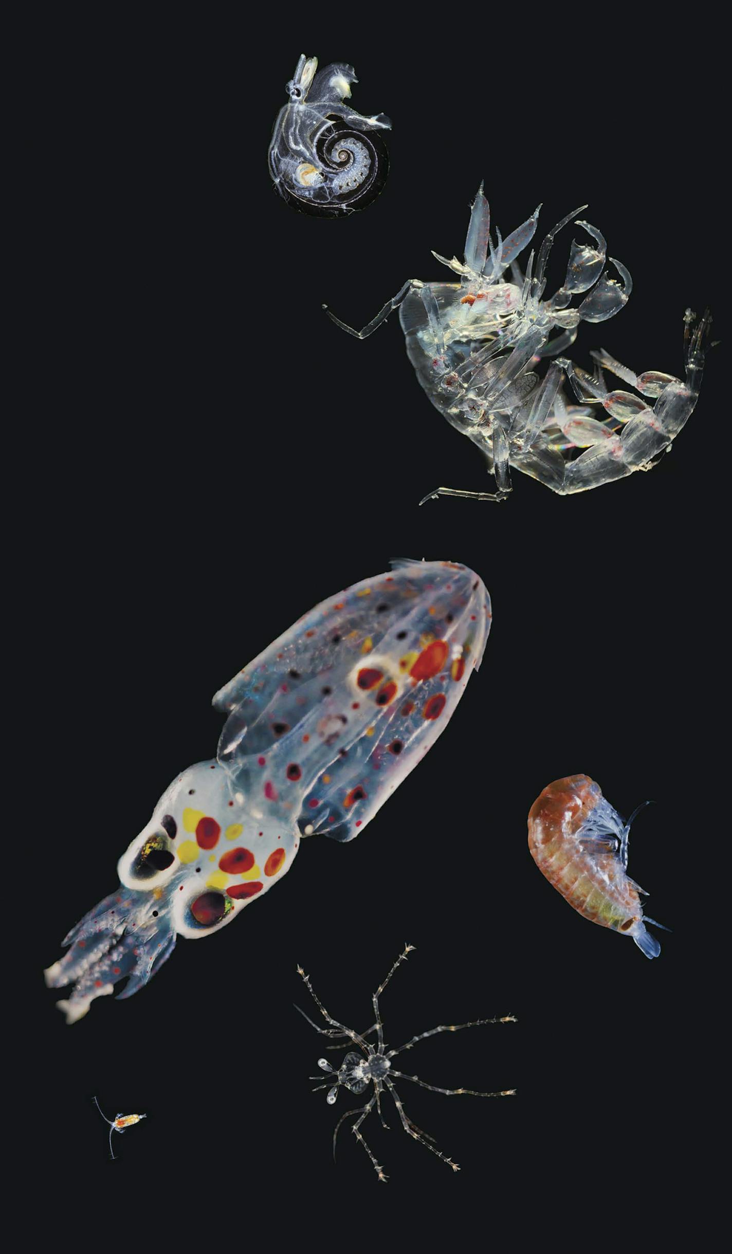 In an undated handout photo, a variety of zooplankton collected by an expedition. Plankton are profoundly affected by water temperature and climate change, according to a series of five studies published on Thursday, May 21, 2015, in Science about the voyage of the schooner Tara.