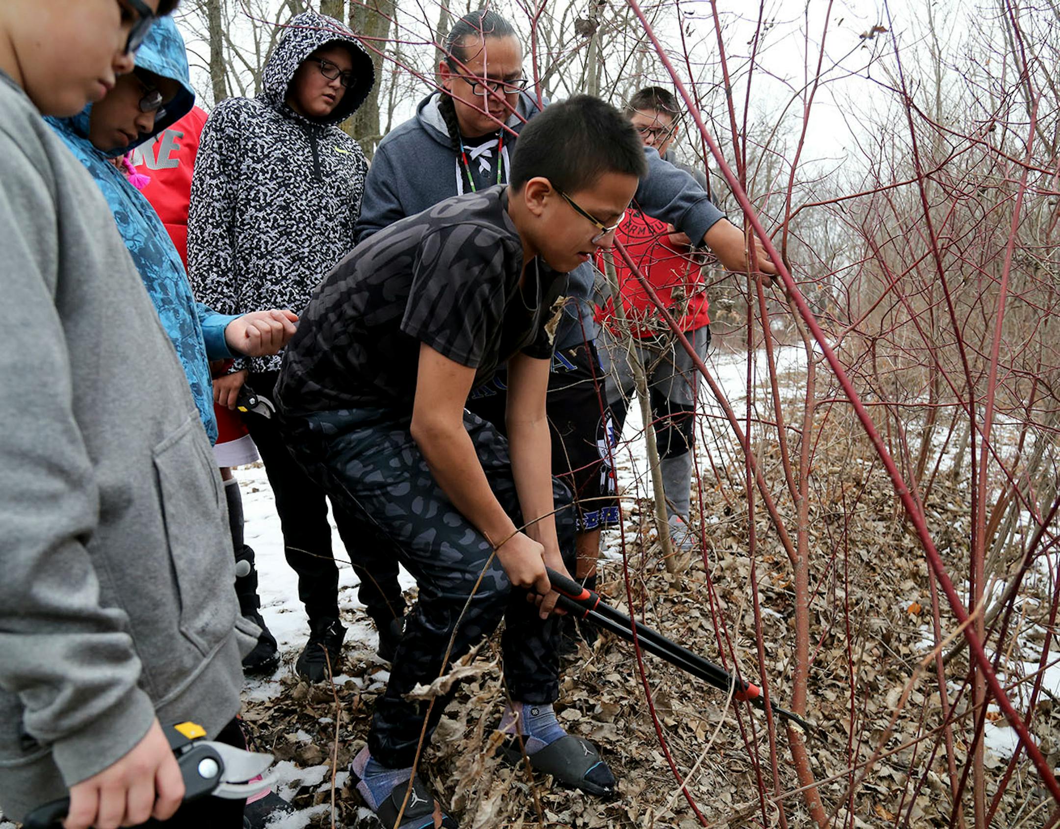 Lower Sioux Community member Tukan Eastman, 13, cuts red willow while teacher Mat Pendleton, holds a limb.