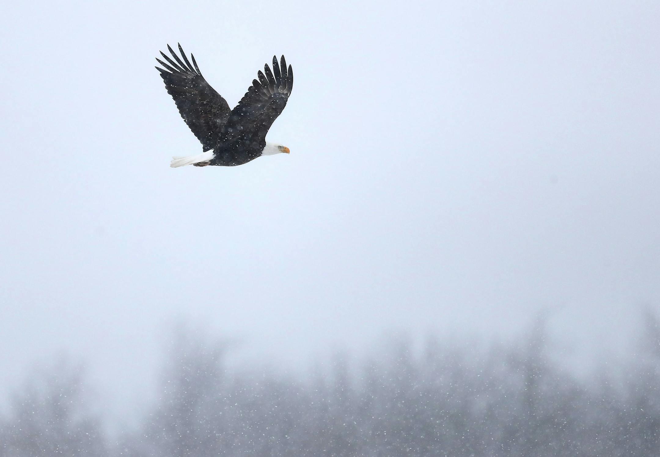 A bald eagle surveys the fields during heavy snow Tuesday, Jan. 7, 2019, near Waseca, MN.