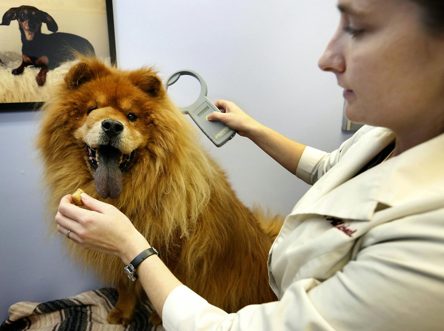 Dr. Anna Ruelle demonstrated how to check for a an ID microchip with Rocky a Chow Chow at Countryside Veterinary Clinic in Norwood Young America, MN. ] CARLOS GONZALEZ cgonzalez@startribune.com - December 11, 2014 &#x201a;&#xc4;&#xec; Norwood Young America, Minn., Victoria is on its way to becoming the latest suburb to stop requiring dog owners to get licenses for their pets. The long-standing practice is giving way to technology like implantable microchips and social media - that increasingly h