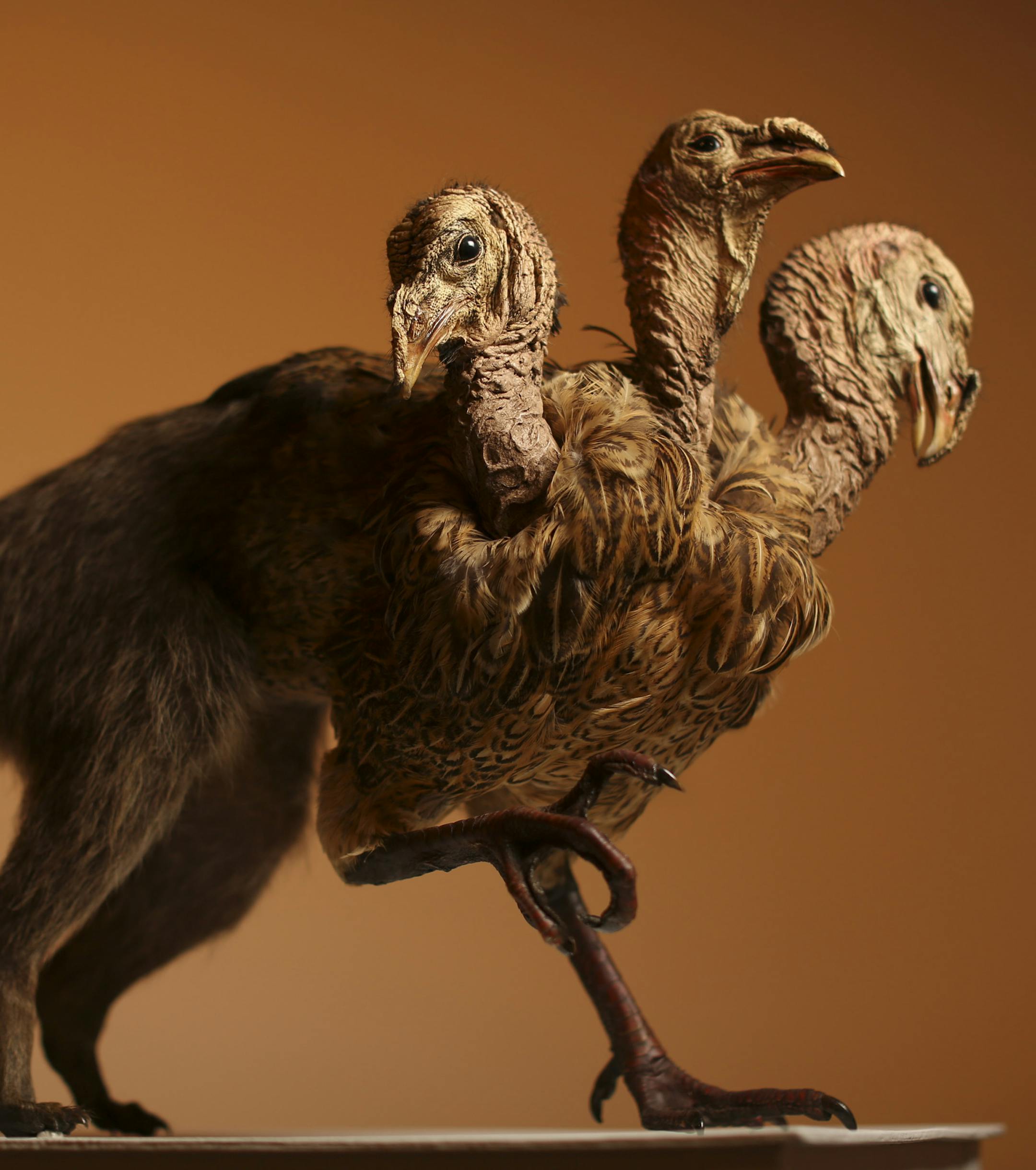 Instinct Art Gallery's newest show is called God's Sketchbook for Creation, featuring "the creatures that didn't make the final cut for our world." Among the more intriguing pieces is Sarina Brewer's assemblage of three wild turkey heads, a pheasant breast, and a raccoon's torso and tail, photographed Thursday evening, December 5, 2013 in the gallery on the Nicollet Mall in Minneapolis. The show runs through January 11. ] JEFF WHEELER • jeff.wheeler@startribune.com