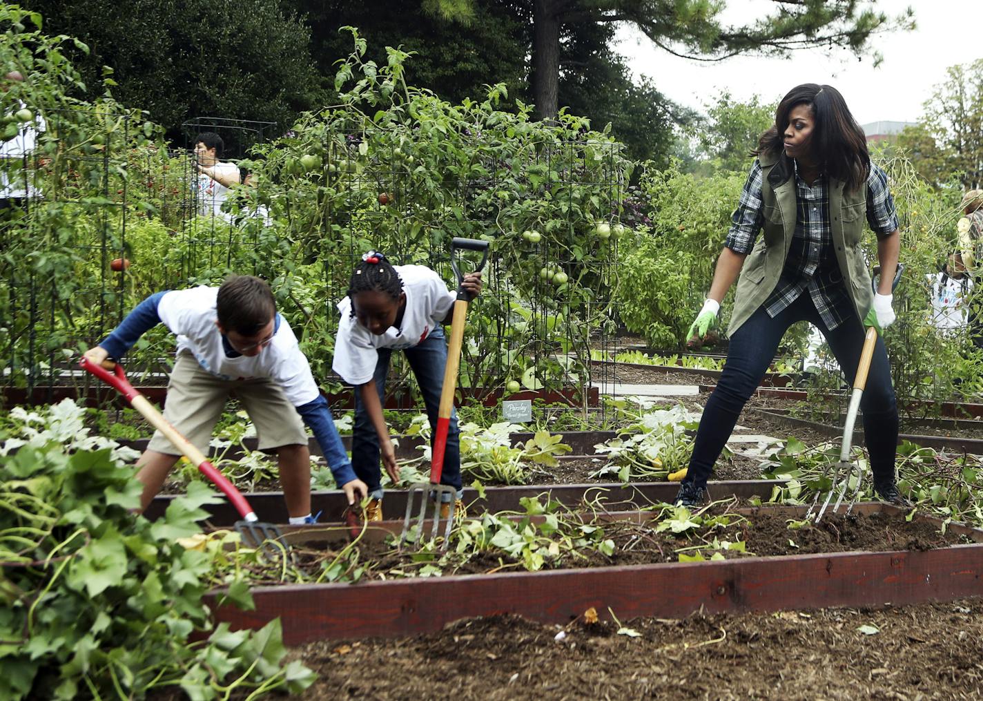 First lady Michelle Obama right, and school children harvest sweet potatoes during the harvest of the White House Kitchen Garden on the South Lawn in Washington, Thursday, Oct. 6, 2016. (AP Photo/Manuel Balce Ceneta)