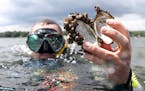 Keegan Lund, an aquatic invasive species specialist with the Minnesota Department of Natural Resources, held up the shell of a native mussel covered i