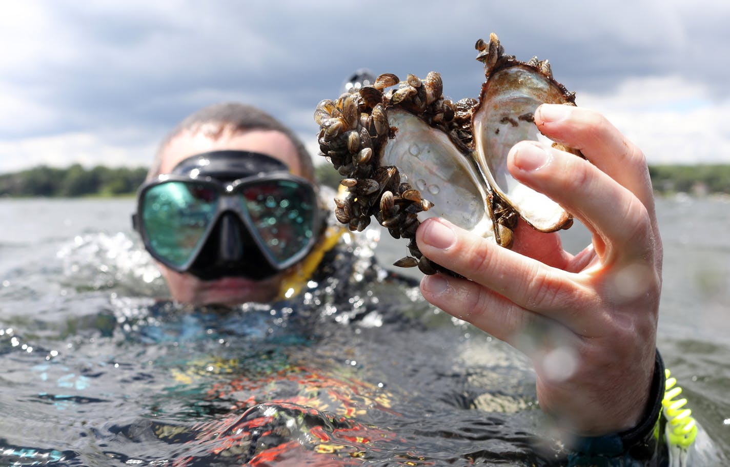 Keegan Lund, an aquatic invasive species specialist with the Minnesota Department of Natural Resources, held up the shell of a native mussel covered in zebra mussels he found while scuba diving at the bottom of White Bear Lake for an early-detection survey.