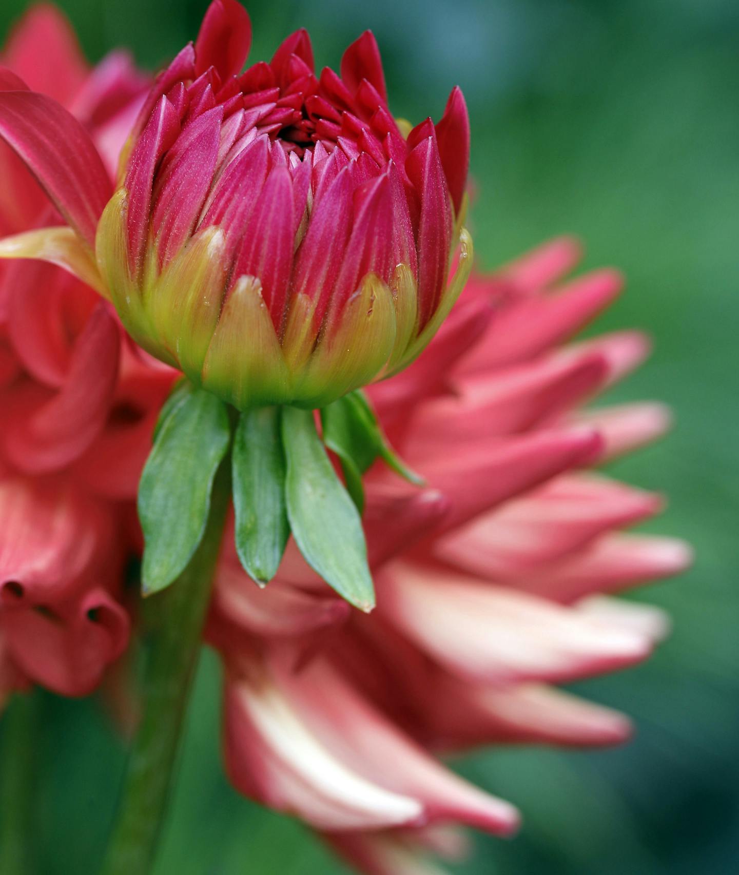 TOM WALLACE &#x2022; twallace@startribune.com Assignment #20013493A Slug: beautiful1103 Date: July 27, 2010_Dianne and Dan Latham's diverse garden mixes tropicals with Minnesota native plants, features a gazebo and a reflecting pool. There's also ornamental trees and shrubs. _IN THS PHOTO: ] From Diane and Dan Latham's diverse garden, a variety of plants mixed throughout their yard provides interesting looks all season.