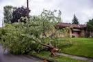 A down tree from last night's storm lay in the streets on the corner of 4th and Kennard near Harding H.S. in St. Pauil, Minn., on Sunday, Aug. 28, 202