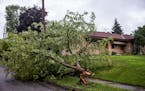 A down tree from last night's storm lay in the streets on the corner of 4th and Kennard near Harding H.S. in St. Pauil, Minn., on Sunday, Aug. 28, 202