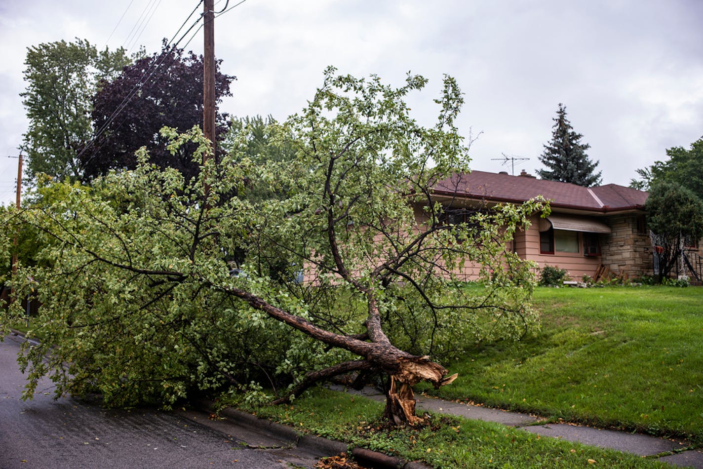 A down tree from last night's storm lay in the streets on the corner of 4th and Kennard near Harding H.S. in St. Pauil, Minn., on Sunday, Aug. 28, 2022. Looking at storm damage in the Harding H.S. neighborhood.] RICHARD TSONG-TAATARII • richard.tsong-taatarii@startribune.com