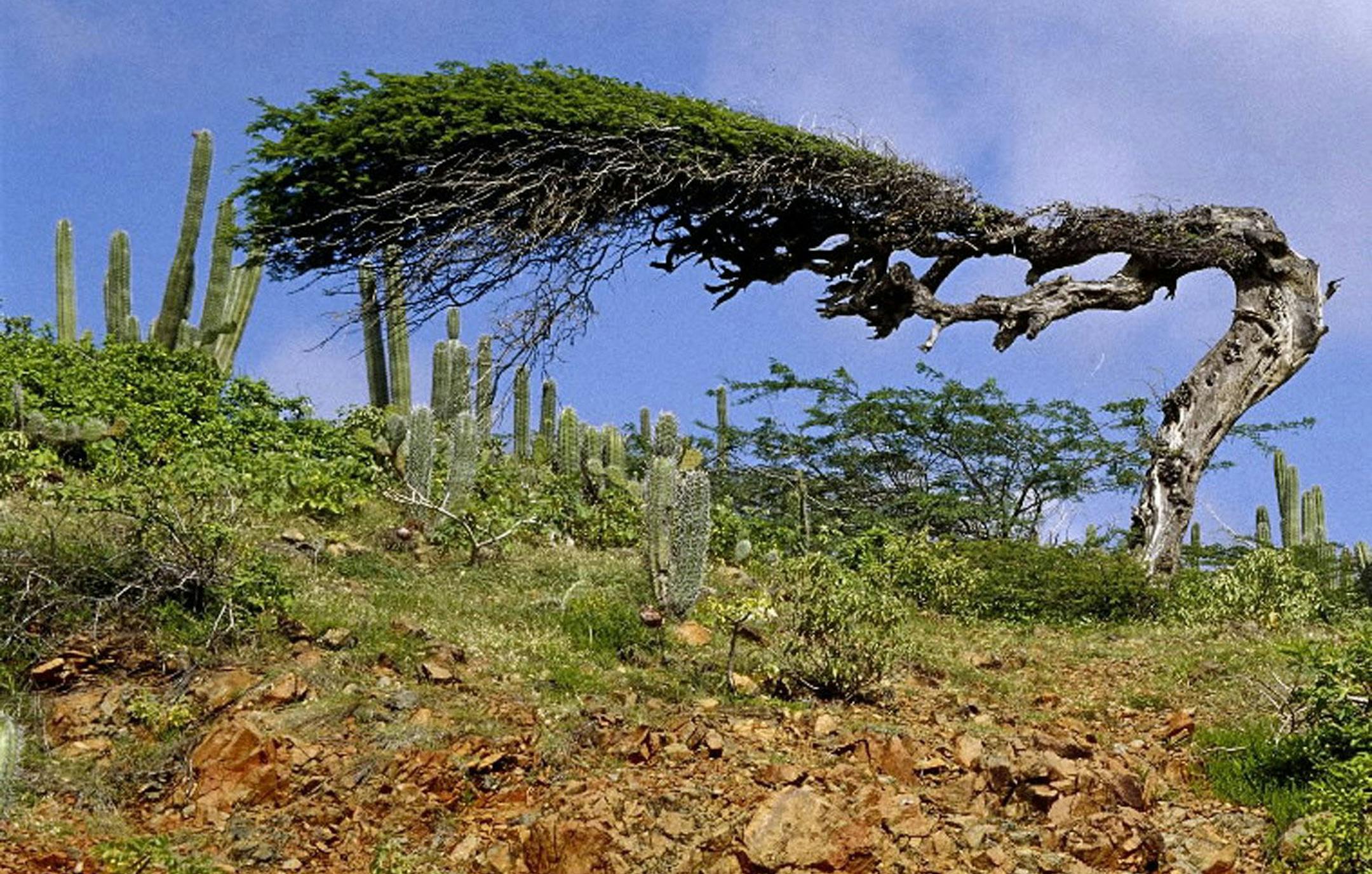 Surrounded by cactus, this divi tree survives the elements in Aruba's Arikok National Park. Aruba, in the Dutch Antilles, has a striking landscape away from the beach. (Toni Stroud Salama/MCT) ORG XMIT: 1026412