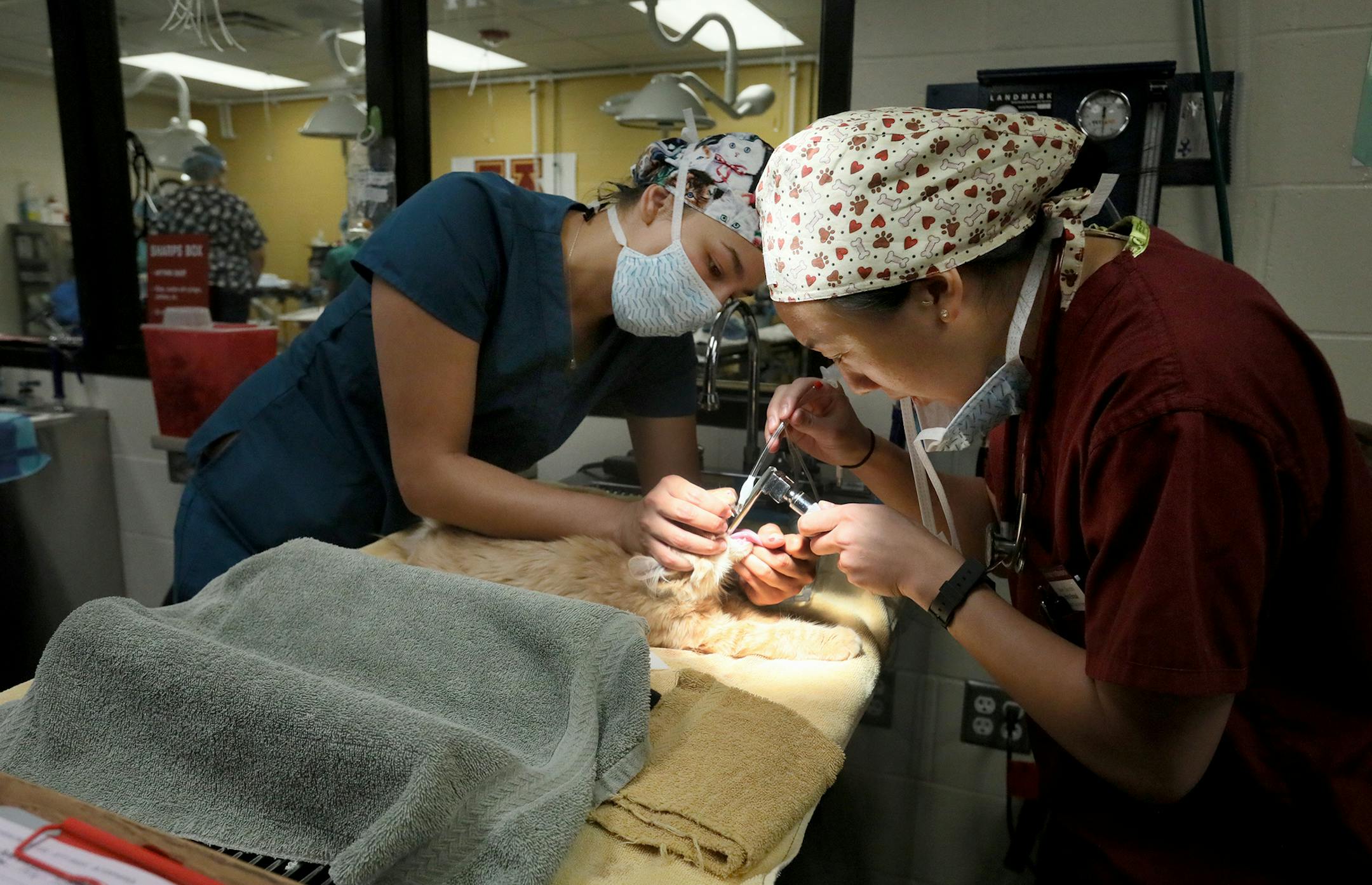 Kia Cheng, right, a Humane Society vet assistant, intubated a cat. The high cost of pet care can leave some owners unable to pay the bills.