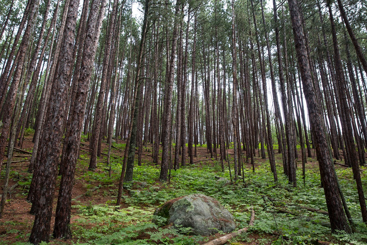 Climatologists foresee the northeastern boreal forest receding or going away, possibly as early as 2070.