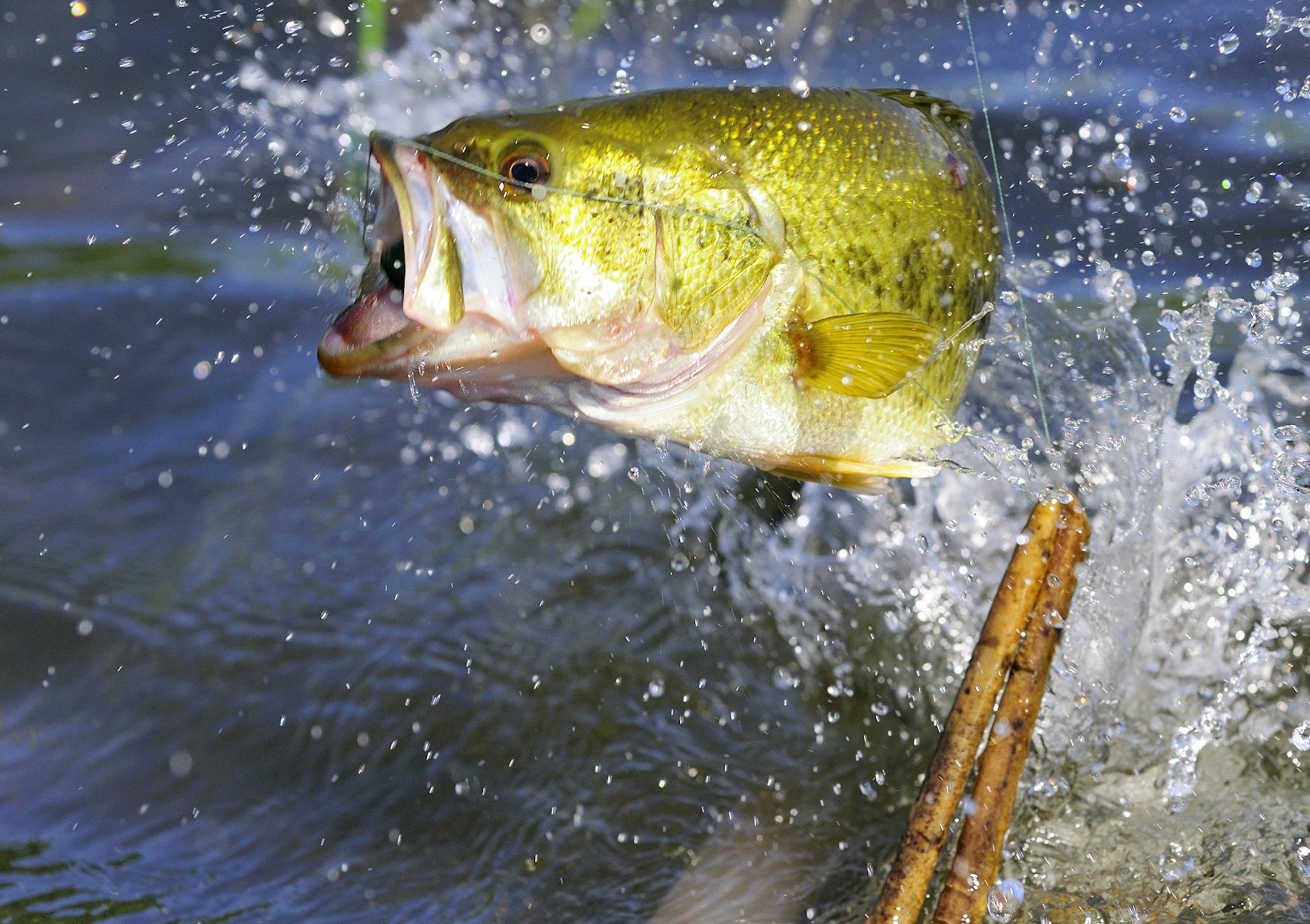This largemouth bass leaps in an attempt to shake a Scum Frog lure. One of the attractions of wade fishing is the up close and personall tail-walking, aerial acrobatics performed by bass.