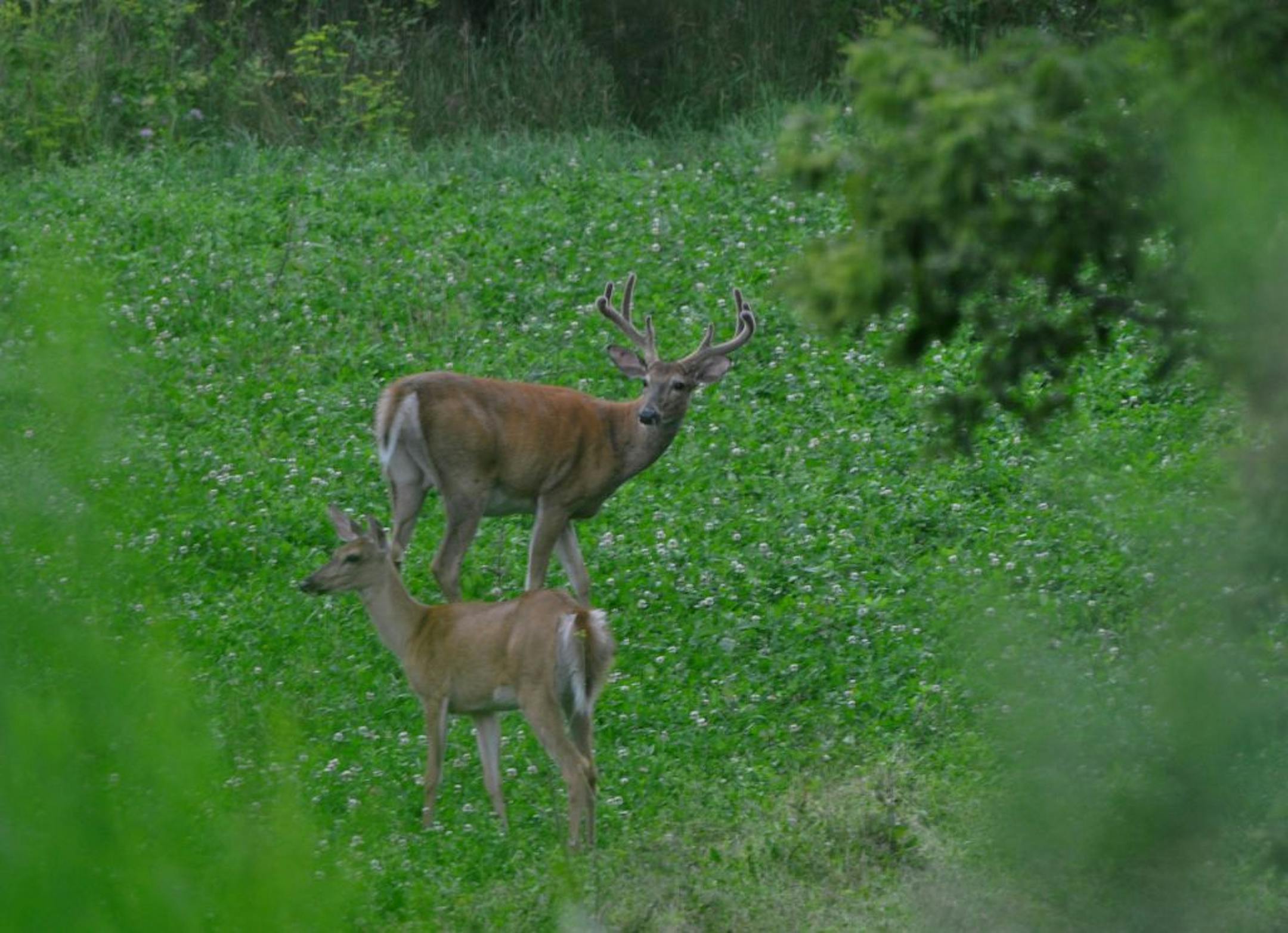 Deer, Cedar Creek Conservation Area, Anoka County Parks.