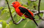 Scarlet tanagers started their long migration from Argentina in February.