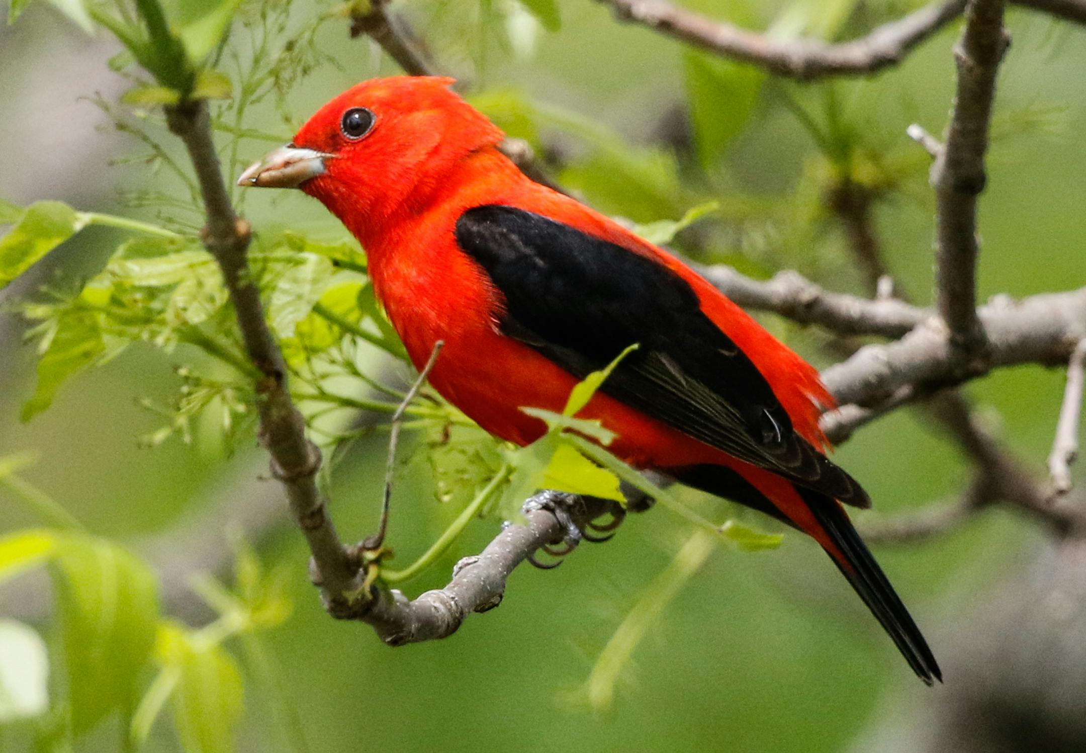 Scarlet tanagers started their long migration from Argentina in February.