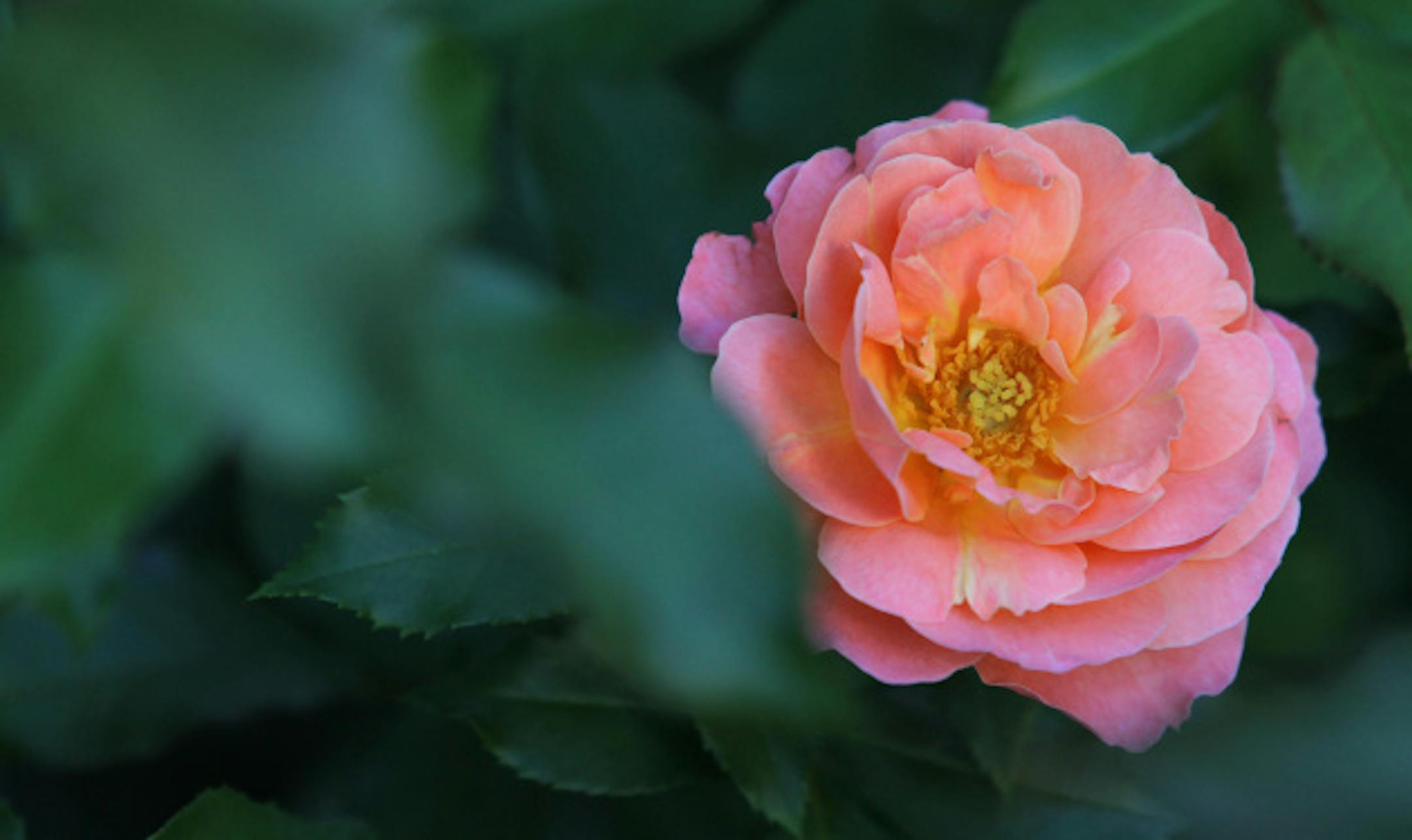 Beautiful garden winner Kate Podobinski's Bryn Mawr city gardens, 8/11/11.]  Bruce Bisping/Star Tribune  bbisping@startribune.com  Kate Podobinski/source.