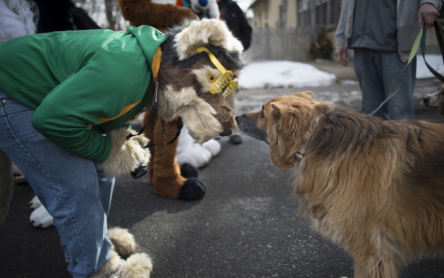 Steffen Holler, who goes by the &#x201c;fursona&#x201d; Ski, a husky, made a canine friend before the Winter Carnival&#x2019;s Grande Day Parade.