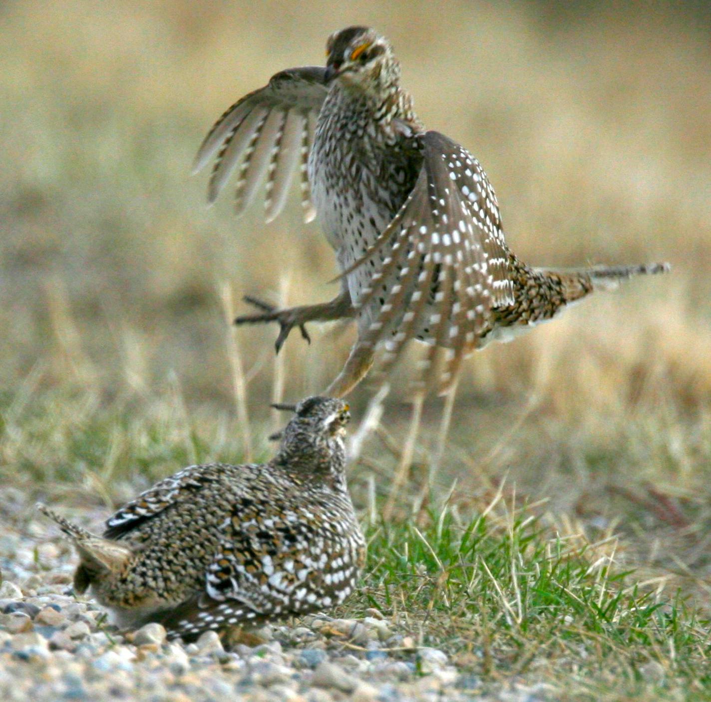 Prairie chickens doing battle.